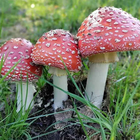 Tatil Evi Haus Ilse Rathen