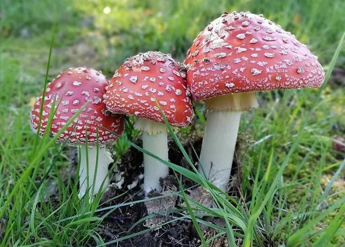 بيت للعطل Haus Ilse راثين